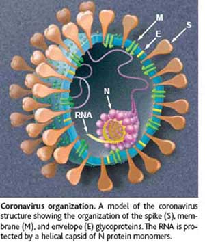 Een plaatje van een Corona virus deeltje